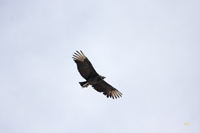 Black Vulture 5149